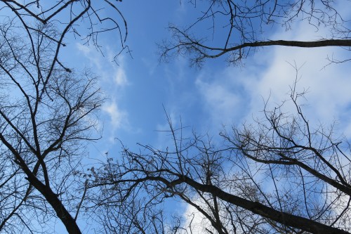 Love it when we can see the beautiful blue sky in the winter