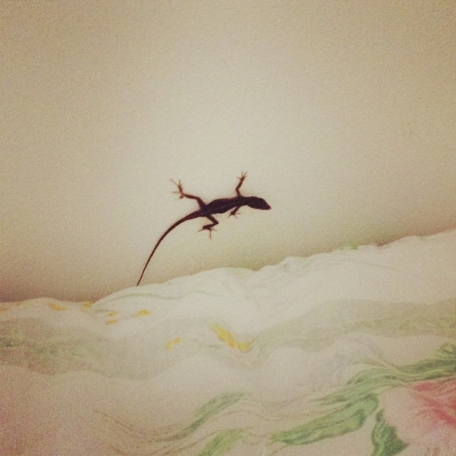 10379016_10154320035515525_8581442466871723587_n