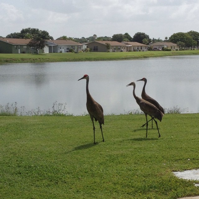 10509476_10154320041575525_1903108692584953044_n