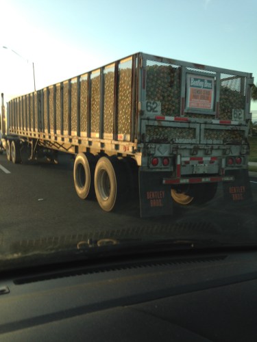 A regular sight here in Florida - the orange truck!